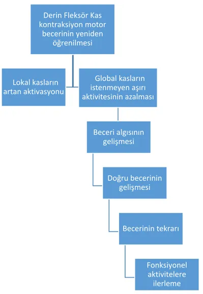 Şekil 3.7. Motor becerinin tekrardan öğrenilme adımları  