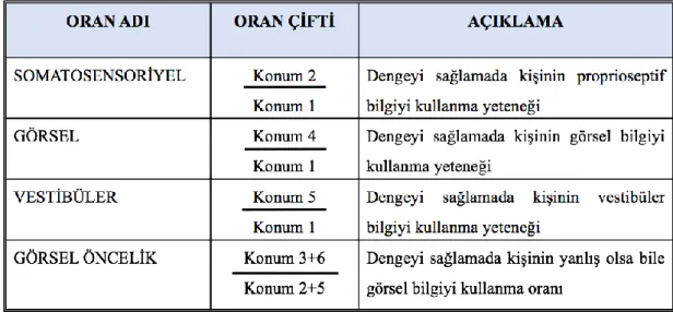 Tablo 3.1. Duyusal Analiz ve İşlevsel Anlamları 