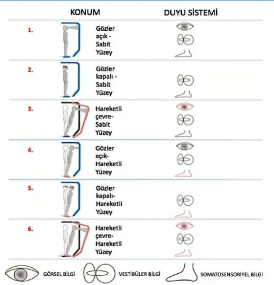 Şekil 3.3. Duyu Organizasyon Testi’nin Konumları 