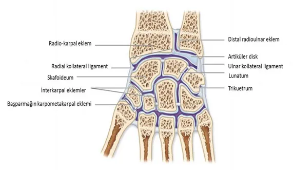 Şekil 2.10. Radiokarpal Eklem (39). 