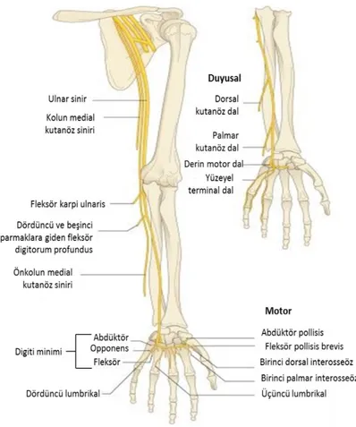 Şekil 2.28. Ulnar sinirin brakiyal pleksustan parmak ucuna kadar izlediği yol (78). 