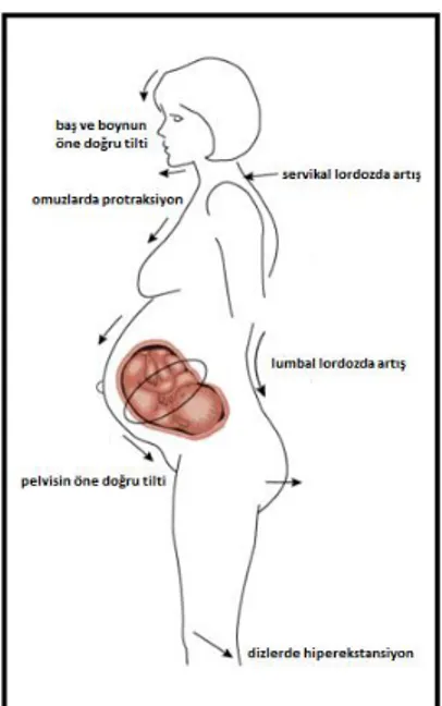 Şekil 2.1. Gebelikte  postüral değişiklikler. 
