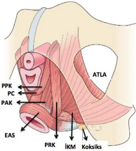 Şekil 2.2. Vulvar yapılar ve perineal membranın çıkarılmasından sonra levator ani  kaslarının alttan şematik görünümü