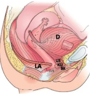 Şekil 2.6. Üretral ve pelvik taban anatomisinin lateralden görünümü. BK: 