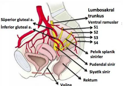 Şekil 2.8. Pudendal sinir. 