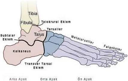 Şekil 2.2. Ayak ve ayak bileği eklem ve kemikleri (34). 