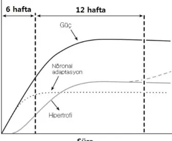 Şekil 2.4. Kas kuvvetlendirmede zamana bağlı görülen adaptasyonlar (121).  2.9. Kuvvetlendirme Eğitimlerinin Performansa Etkisi  