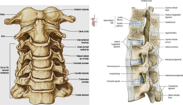 Şekil 2.4. Servikal vertebraların anterior ve lateral görünümü(28)  2.1.4 Servikal Bölgedeki Sinirler 