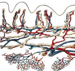 Şekil 2.3. Ciltte lenfatik ve kan kapiller ağlarının ilişkisi. (Lenfatik damarlar beyaz, 