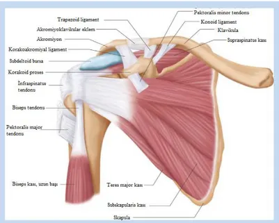 Şekil 2.6. Sağ omuzun anterior anatomik görüntüsü (54).  