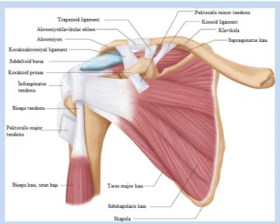 Şekil 2.6. Sağ omuzun anterior anatomik görüntüsü (54).  