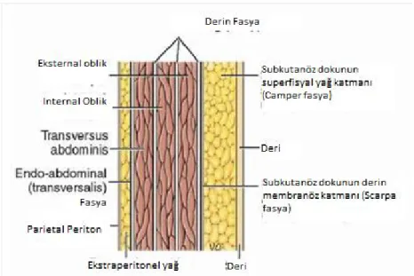 Şekil 2.1. Anterior abdominal duvar (Longutudinal kesit) (12). 