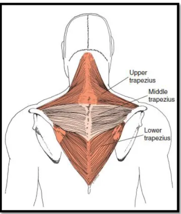 Şekil 2.1. Trapezius kası (21). 