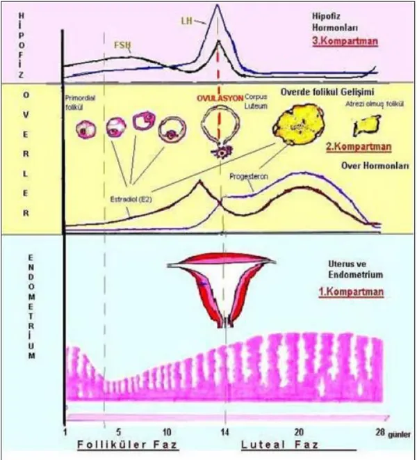 Şekil 2.1. Menstrüel siklus fizyolojisi (20,32) 