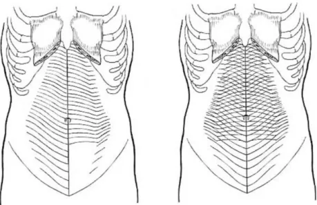 Şekil 2.2.2.1.2. M. Transversus abdominus’un anterior yapışma noktası ve kas  fibrillerinin dizilimi- Hansen ve diğ