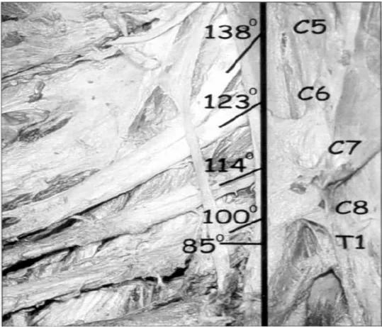 Şekil 2.3. Brakiyal Pleksus’u oluşturan spinal sinir dallarının intervetebral  foramenden çıkış açıları gösterilmektedir (1)