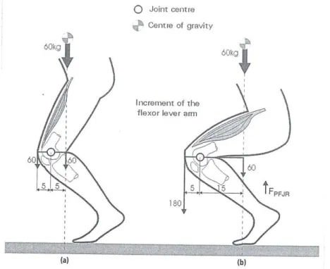 Şekil 2.5.  Farklı diz fleksiyon açılarında vücut ağırlığı çizgisi ve quadriceps 