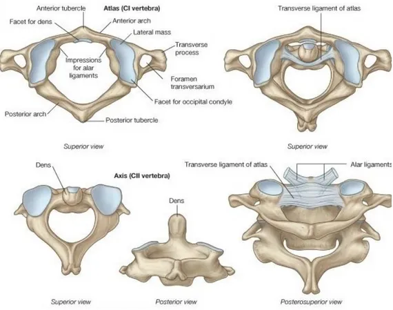 Şekil 2.1.1. Atlas ve Aksisin Superior ve Posterior Görünümleri (13). 