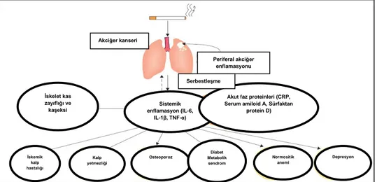 Şekil 2.2. KOAH‟ta sistemik inflamasyon ve sistemik etki ve komorbiditeler  arasındaki ilişki-Barnes ve Celli (28)‟den alınmıştır