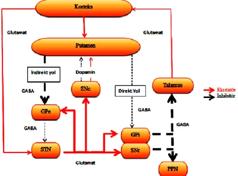 Şekil 2.3.1: Parkinson hastalığında bozulmuş bazal gangliyon döngüsü 