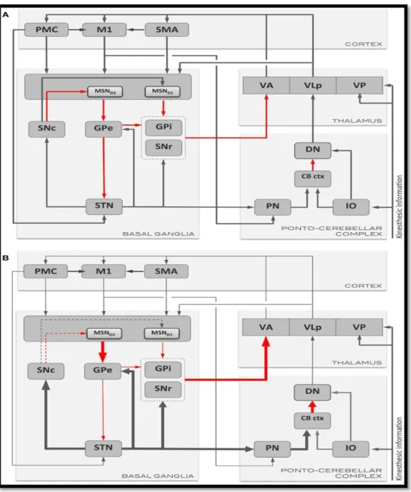 Şekil 2. 2:Bazal Ganglionlar İle Motor Korteks ve Ponto-Serebellar  Kompleks Arasındaki Başlıca İletişim Yollarının Şematik Gösterimi   (Kishore ve ark