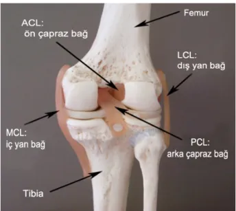 Şekil 2.1-2. Diz Eklemi Ligamentleri (50) 