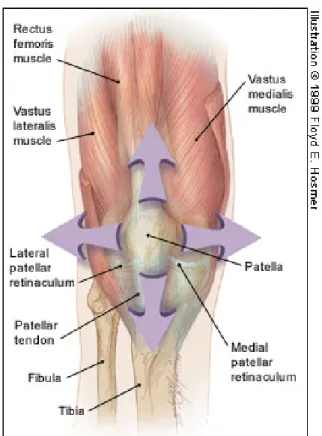 Şekil 2.4-1. Patellofemoral eklem stabilizatörleri 
