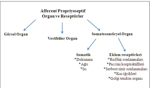 Şekil 2.1.1.1. Afferent propriyoseptif organ ve reseptörler (22).  