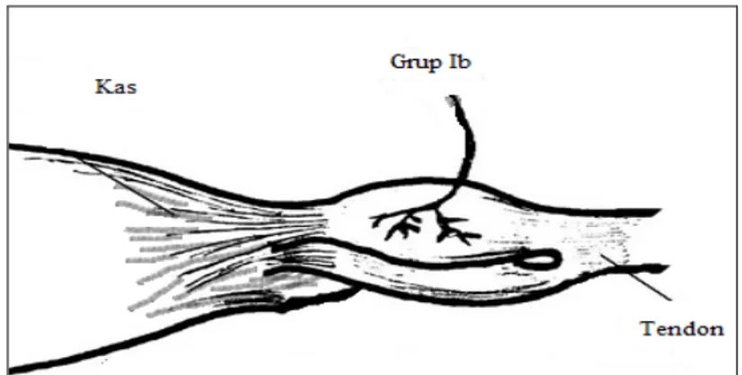 Şekil 2.1.1.3. Golgi Tendon Organı (25)  