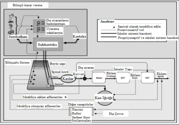 Şekil 2.1.1.4. Propriyosepsiyon ve santral sinir sistemi (Miller ve ark), (13).  2.1.5