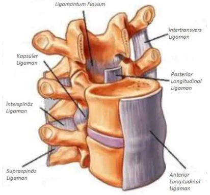 Şekil 2.2. Lumbal Ligamentler (42)  