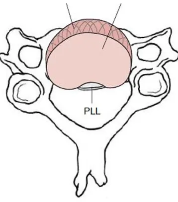 Şekil 2.2. Tipik servikal omur ve intervertebral diskin üstten görünüşü (24) 