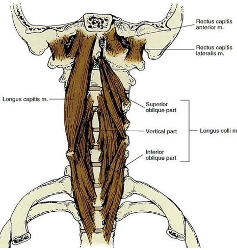 Şekil 2.7. Servikal anterior grup derin kasları(22) 