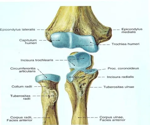 Şekil 2.1.2 Dirsek Eklem Yapıları (31) 