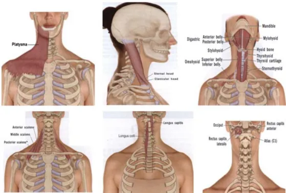 Şekil 2.2. Antero-Lateral Boyun Kasları (31) 