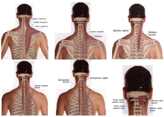 Şekil 2.3. Posterior Boyun Kasları (31)  2. 1. 4. Sinirler  