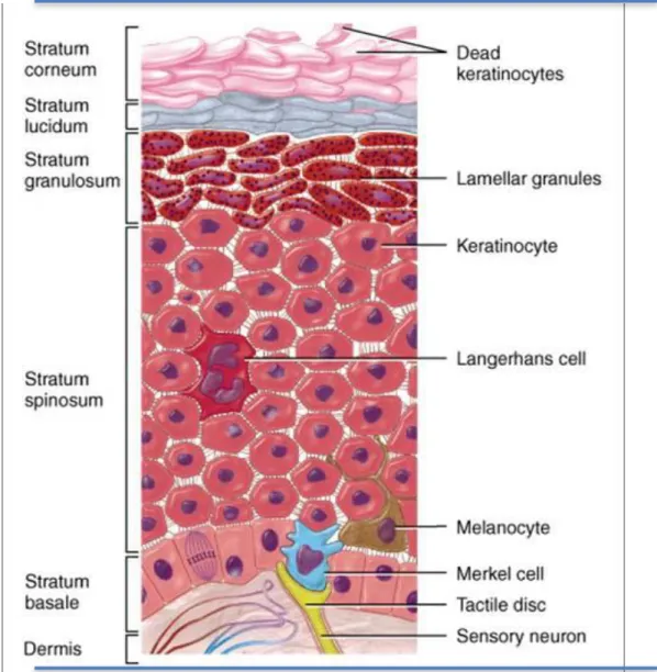 Şekil 2.1.1.1. Epidermisin anatomisi (2)  