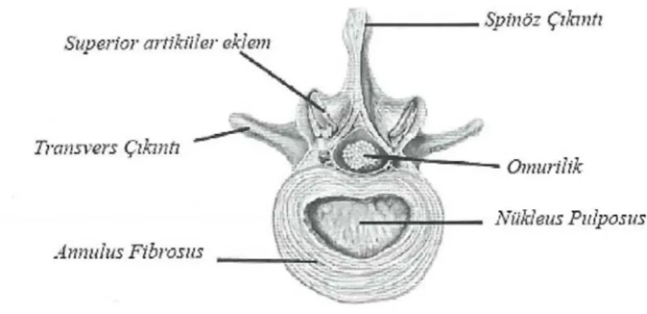 Şekil 2.1. Lumbar Vertebra (30) 