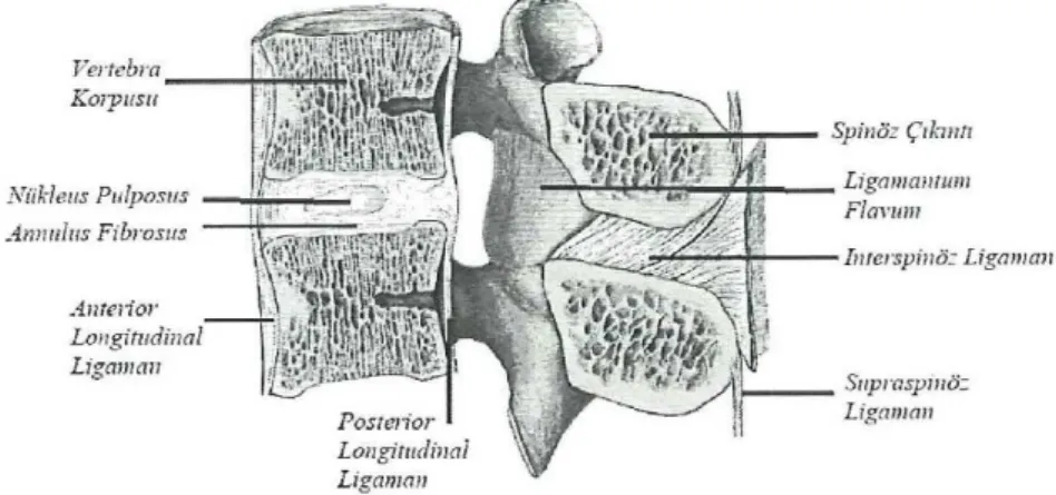 Şekil 2.2. Vertebra korpusu, İntervertebral Disk ve Ligamentler (30) 