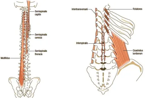 Şekil 2.10. Posterior kaslar 