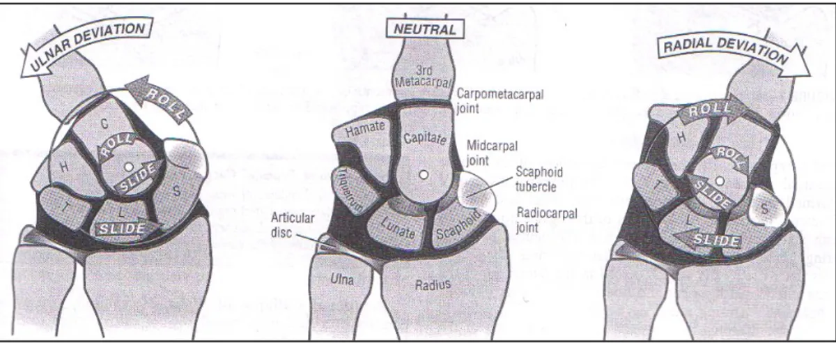 Şekil 2.9: Radiokarpal ve Midkarpal Eklem Arasındaki Dinamik Etkileşim
