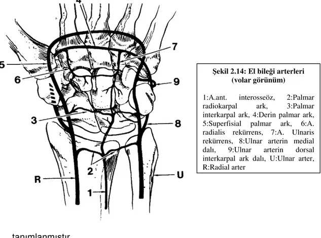 Şekil 2.14: El bileği arterleri 