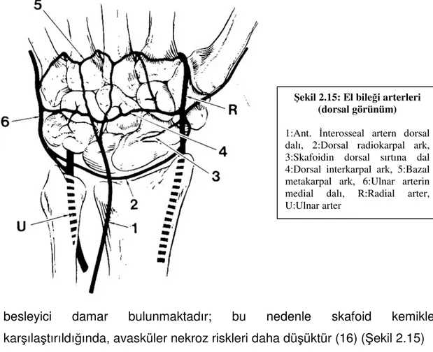 Şekil 2.15: El bileği arterleri 
