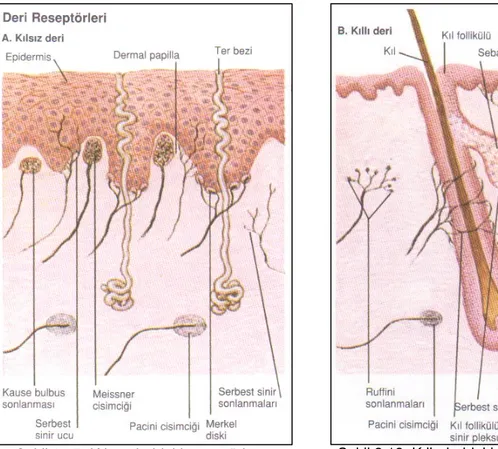Şekil 2.17: Kılsız derideki reseptörler Şekil 2.18: Kıllı derideki reseptörler