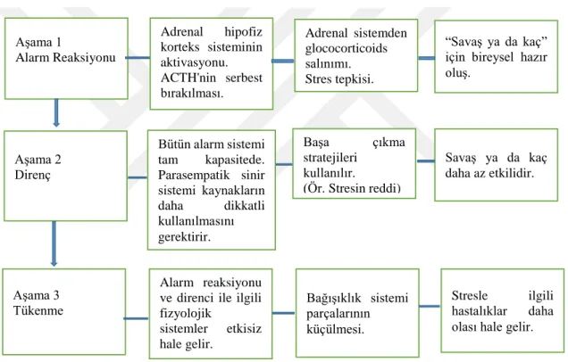 Şekil 3. Genel Uyum Sendromu Aşamaları (Eysenck, 2002). 