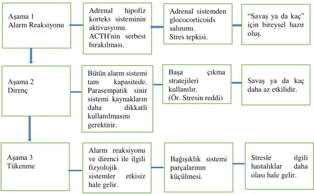 Şekil 3. Genel Uyum Sendromu Aşamaları (Eysenck, 2002). 