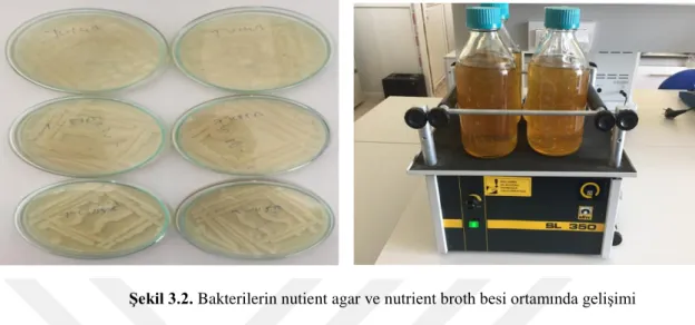 Şekil 3.2. Bakterilerin nutient agar ve nutrient broth besi ortamında gelişimi 
