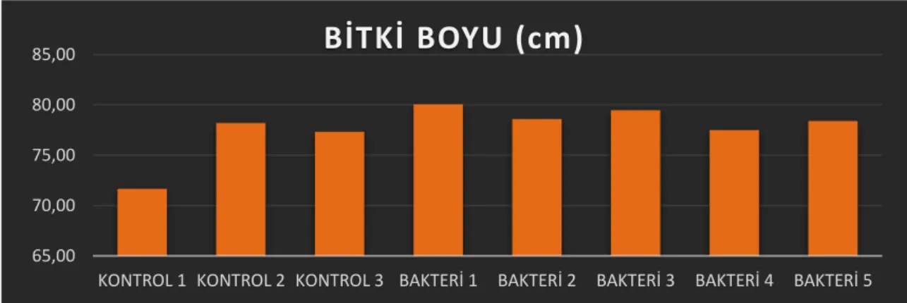 Şekil 4.1. Uygulamalara göre Ceyhan-99 ekmeklik buğdayda bitki boyu değerleri 