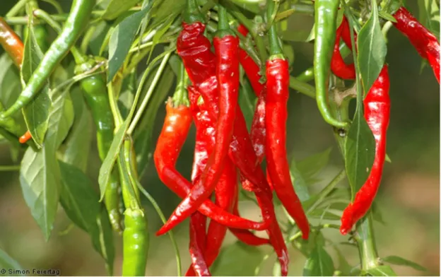 Şekil 1.1. Cayenne Long Slim - Capsicum annuum (https://www.ethno-botanik.org)