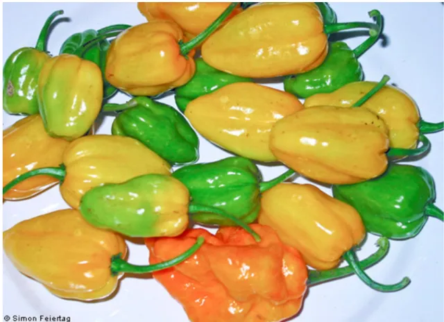 Şekil 1.3. Habanero Golden - Capsicum chinense (https://www.ethno-botanik.org)
